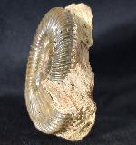 Parkinsonia parkinsoni (SOWERBY 1821) - Bild &copy; FossNet FossilienStore